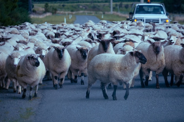 Sheep stop on road in NZ